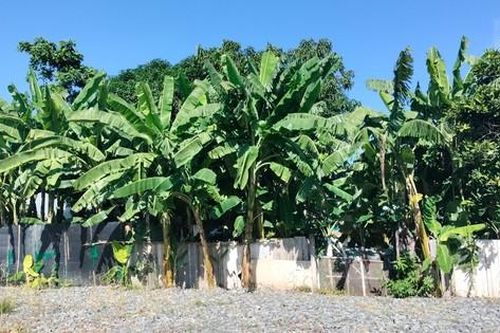Bạc Liêu: Gần 2 năm chưa cưỡng chế hộ dân chiếm đất 3 nhà kế bên
