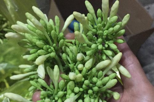 Cơ thể suy kiệt sau 3 tháng dùng hoa đu đủ đực trị ung thư