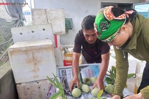 Một ngày theo chân thương lái vào vựa na 900ha ở Quảng Ninh