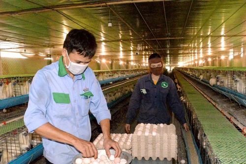 Nghi Lộc có 43 sản phẩm đạt sao OCOP