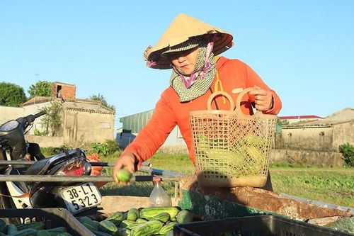 Vụ mùa 'kém vui' của vùng dưa non Yên Lạc