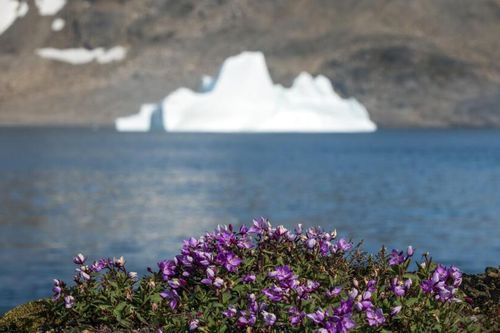 Hóa thạch tại Greenland cảnh báo mối đe dọa từ nước biển dâng