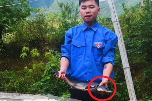 Nuôi con to bự 'hiền như cục đất', anh nông dân kiếm 8,5 tỷ đồng