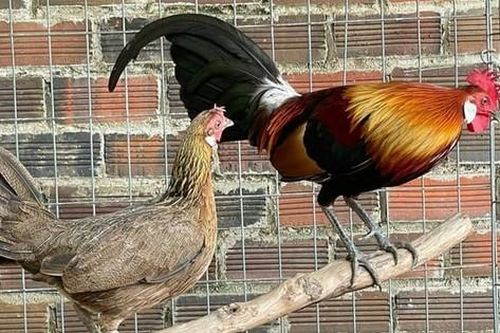 Vợ chồng lão nông hé lộ cách nuôi gà rừng thuần chủng để làm giàu