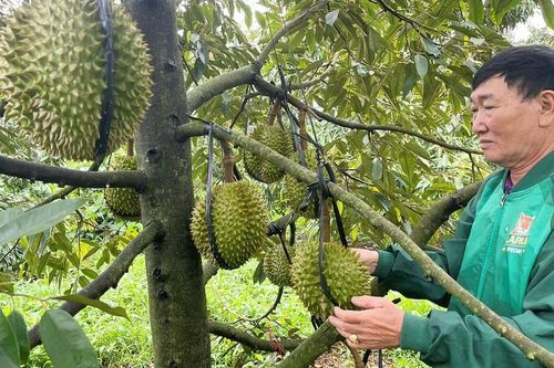 Ông Trần Văn Quy: Cán bộ thôn '2 giỏi'