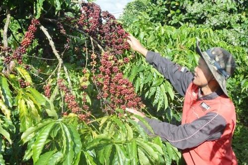 Chuyển đổi số trong nông nghiệp ở Đà Lạt