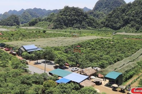 Chăm bón mận hậu sau thu hoạch