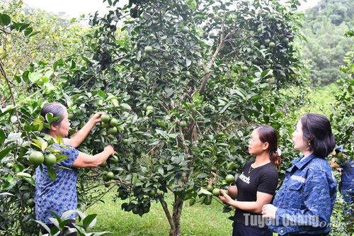 Tiếp sức nông dân phát triển kinh tế