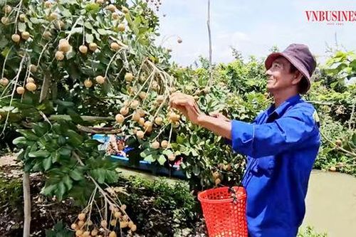 'Bắt' thanh nhãn cho quả chín sớm, nông dân Cần Thơ thắng lớn nhờ 'liều ăn nhiều'