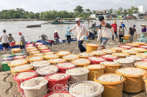 Niềm vui mùa ruốc
