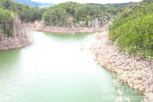 Vụ thủy điện tích nước, làm chết 25 héc-ta rừng: 10 cán bộ bị kiểm điểm