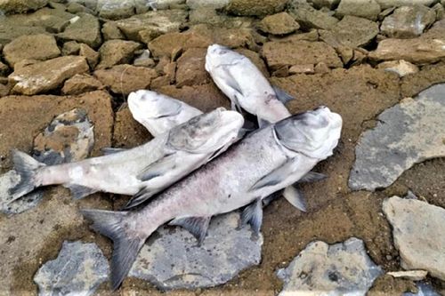 Cá chết phơi bụng tại hồ thủy lợi lớn nhất Quảng Bình