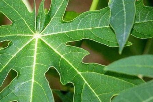 8 công dụng của lá đu đủ với sức khỏe
