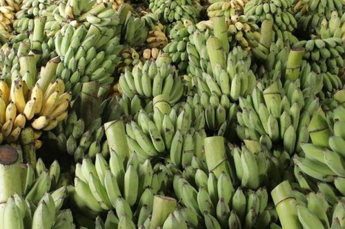 Cây chuối giúp người dân miền núi phát triển kinh tế