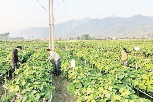 Báo động tình trạng thoái hóa đất nông nghiệp