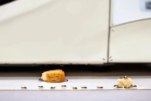 Mẹo cực hay đuổi kiến khỏi bếp