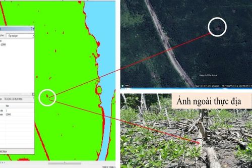 Theo dõi cây chết trong rừng phòng hộ Cần Giờ