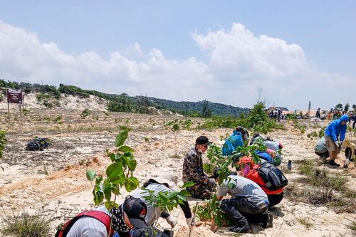 Trồng rừng trên 'sa mạc' ở Bình Thuận