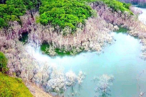 Kiểm điểm nhiều cán bộ liên quan vụ hơn 25 ha rừng chết ở hồ thủy điện