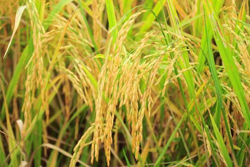 Thúc đẩy nông nghiệp bền vững bằng công nghệ trí tuệ nhân tạo