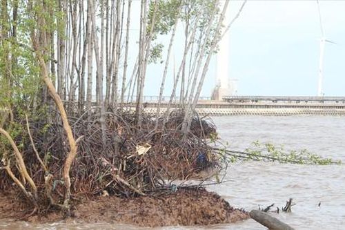 Sạt lở liên tiếp hoành hành Bạc Liêu