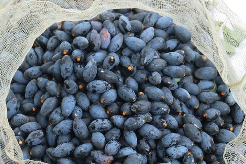 Thanh Chương mất mùa trám
