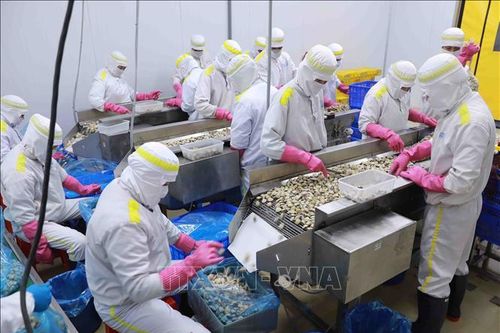 Xuất khẩu nhuyễn thể có vỏ tiếp tục tăng
