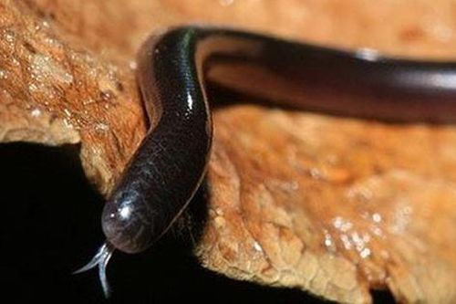 Sự thật loài rắn tí hon ở Việt Nam với lời đồn mang 'nọc độc chết người'