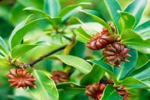 Loài hoa triệu đô được mệnh danh là 'báu vật' trời ban: Thế giới rất hiếm nhưng Việt Nam sở hữu đến 40.000 ha