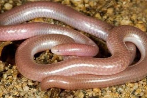 Loài rắn nhỏ nhất thế giới (rắn mù), thường bị nhầm là giun đất