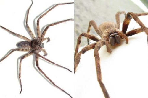Khám phá loài nhện lớn nhất thế giới: Săn mồi tuyệt đỉnh, chân sải dài như con cua