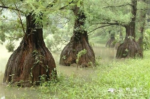 162 cây gỗ quý hiếm hơn cả 'vàng lộ thiên' ở Việt Nam, nhiều người săn lùng, có tiền cũng khó mua được