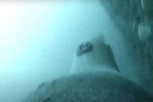 Gắn camera vào sư tử biển để vẽ bản đồ môi trường sống dưới đáy biển