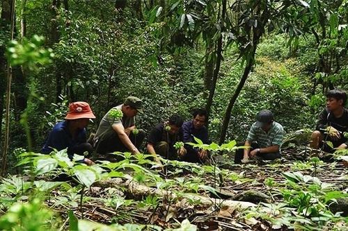 Thoát nghèo dưới chân núi Ngọc Linh