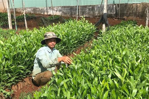 Gia Lai mời gọi đầu tư các dự án trồng rừng