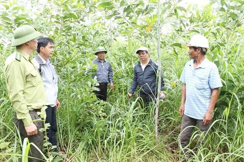 Bộ Nông nghiệp và PTNT trả lời kiến nghị cử tri Gia Lai về hỗ trợ trồng rừng sản xuất