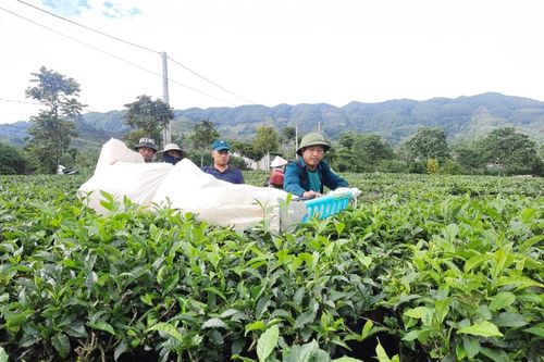 Đẩy mạnh sản xuất nông nghiệp hàng hóa