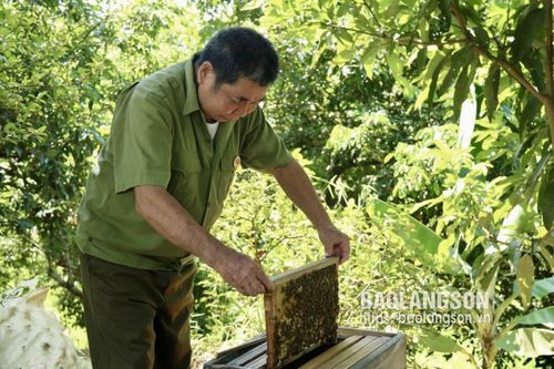 Cựu chiến binh phát huy vai trò trong xây dựng nông thôn mới