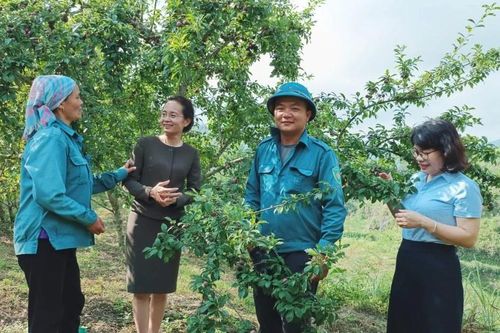Bắc Hà mở rộng diện tích mận Tả van chín sớm lên khoảng 200 ha