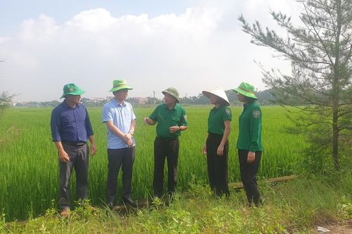 2.400ha lúa Mùa được phòng trừ sâu cuốn lá nhỏ