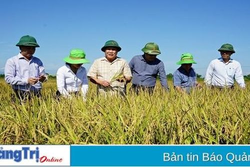 Phó Chủ tịch Thường trực UBND tỉnh Hà Sỹ Đồng kiểm tra tình hình thu hoạch lúa vụ hè thu tại huyện Hải Lăng