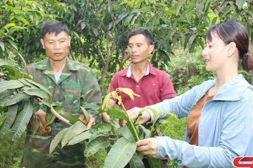 Liên kết sản xuất, tăng giá trị sản phẩm nông sản