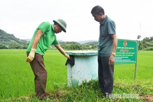 Phát triển vùng gạo chất lượng cao ở Nhân Mục