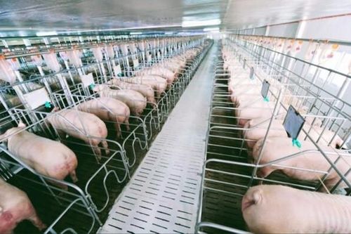 Ghi nhận về tình hình phát triển chăn nuôi và thú y tại Thanh Hóa