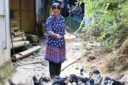 Đổi thay tích cực nhờ vốn vay không lãi suất cho phụ nữ khó khăn tại Lào Cai