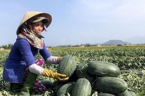 Xuất khẩu nông sản: Gian nan 'visa' xuất ngoại