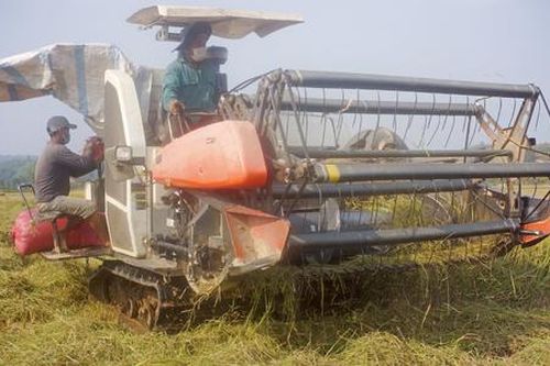 3 HTX được tái chứng nhận nhãn hiệu 'Lúa-Gạo Cát Tiên'