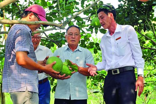 Hợp sức xây dựng vùng nguyên liệu nông, lâm sản