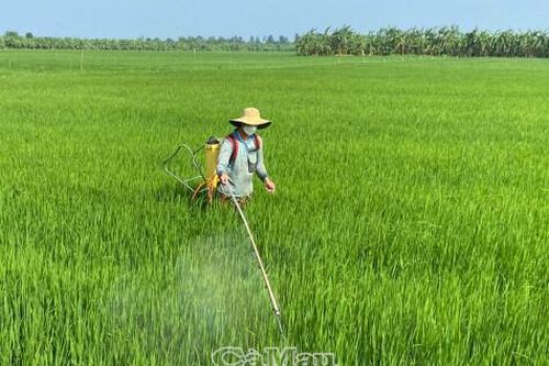 Cánh đồng an toàn