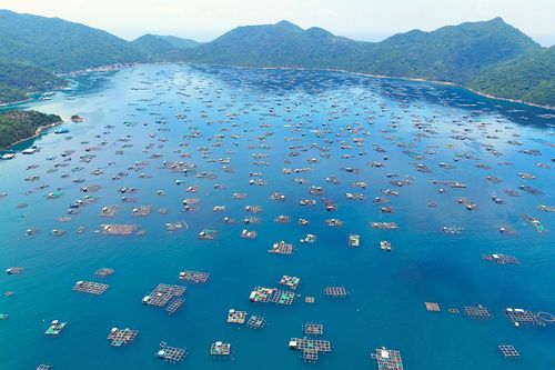 Lồng nuôi hải sản ken đặc mặt biển Phú Yên